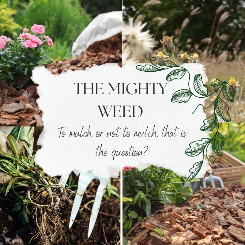 Gardening's Ultimate Nemesis: The Mighty Weed
