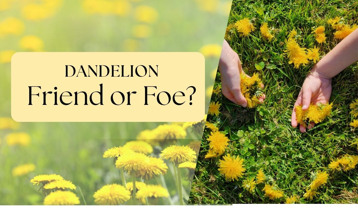 Unlocking the Health Benefits of the Unassuming Dandelion
